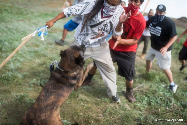 attack dogs deployed