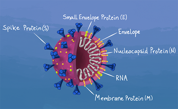 SARS-CoV-2